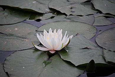 《侏罗纪公园：生存》进展顺利 更多消息将于年内公布